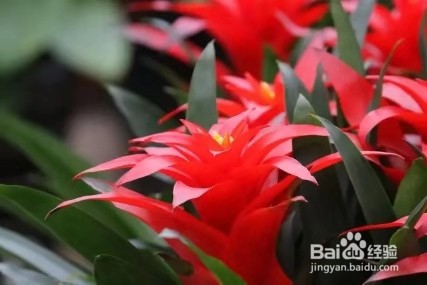 这几种高大上的植物,养在客厅里,朋好友都羡慕