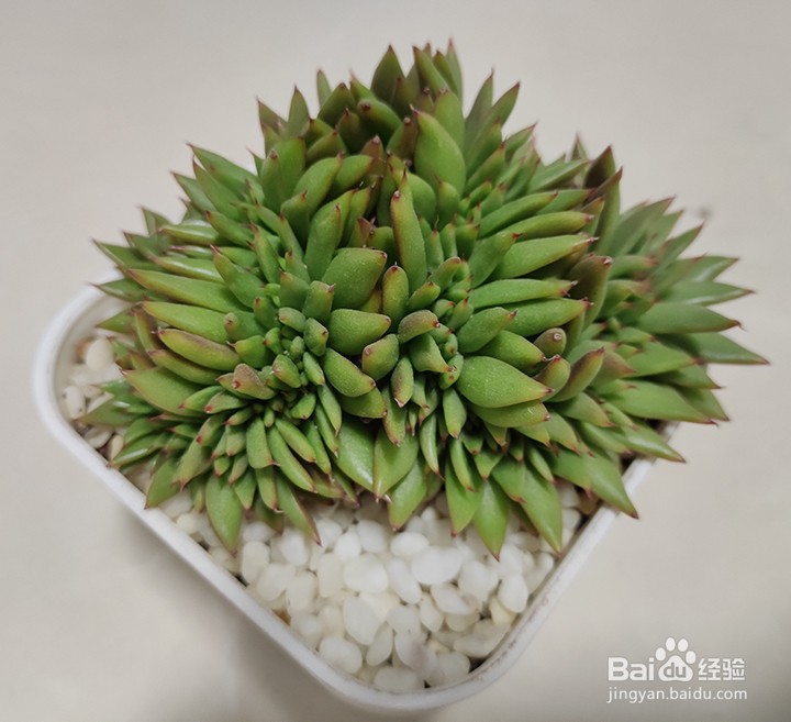 多肉控养需要注意的事项