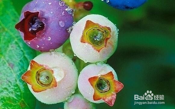 9种花青素食物吃出好气色