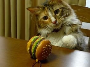 饲养萌萌哒的猫星人