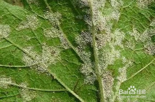 木兰的养殖方法和注意事项