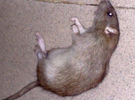 怎样彻底消灭老鼠