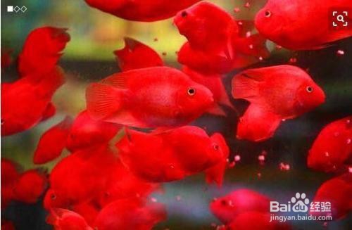 鱼缸鱼种的选择及混养