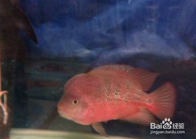 马罗汉鱼的饲养方法