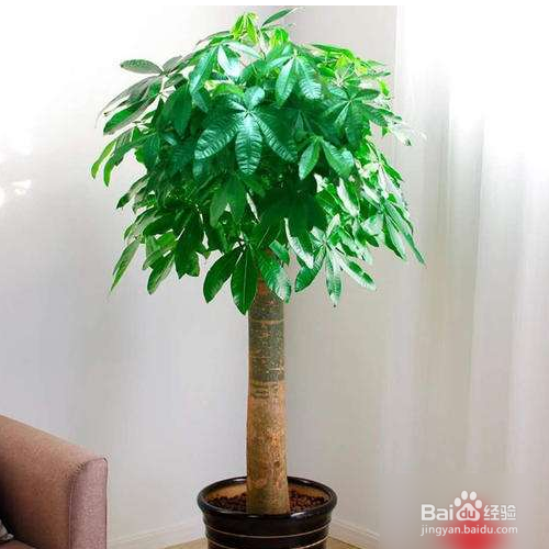 发财树叶子发黄怎么办?