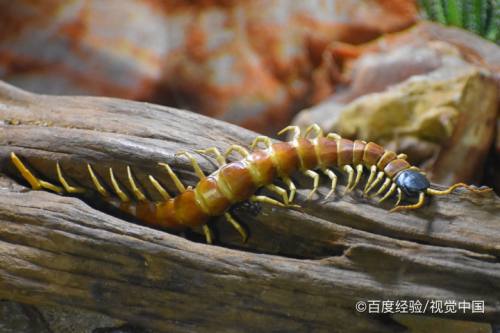 怎么正确预防蜈蚣爬进家里