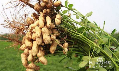 怎样种花生可以高产