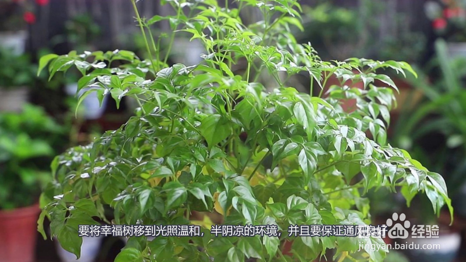 幸福树叶子一碰就掉,叶子发干怎么办
