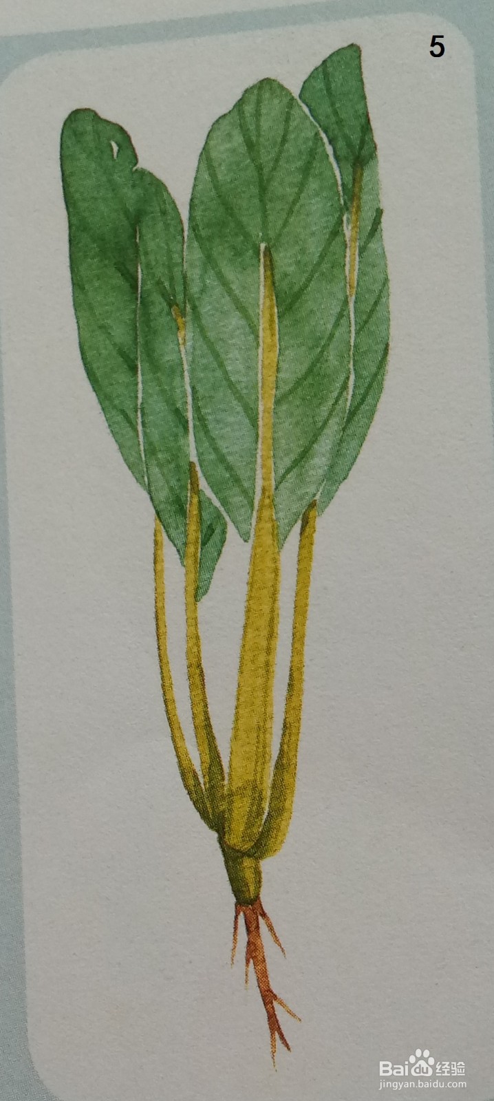 一颗小白菜的水彩画