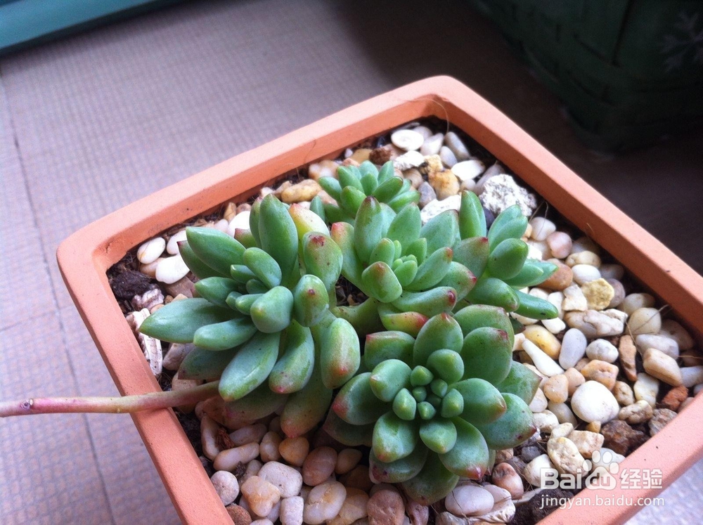 怎么养活多肉植物