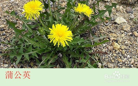 蒲公英能祛斑吗/怎样用蒲公英花去雀斑