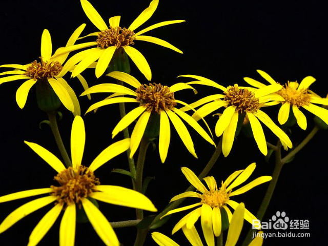 九里光的作用和效果有哪些？