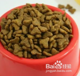 如何照料宠物狗