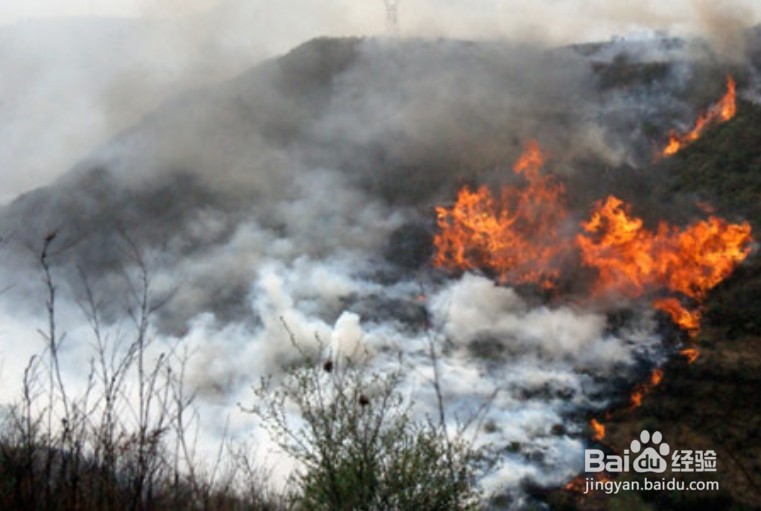 甘肃森林火灾，该怎么办？
