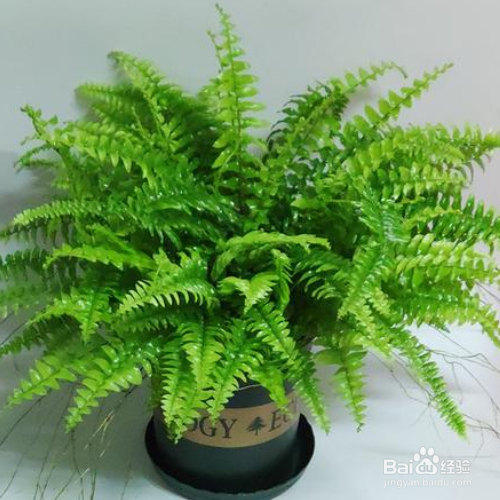 波斯顿蕨叶子干枯是怎么回事