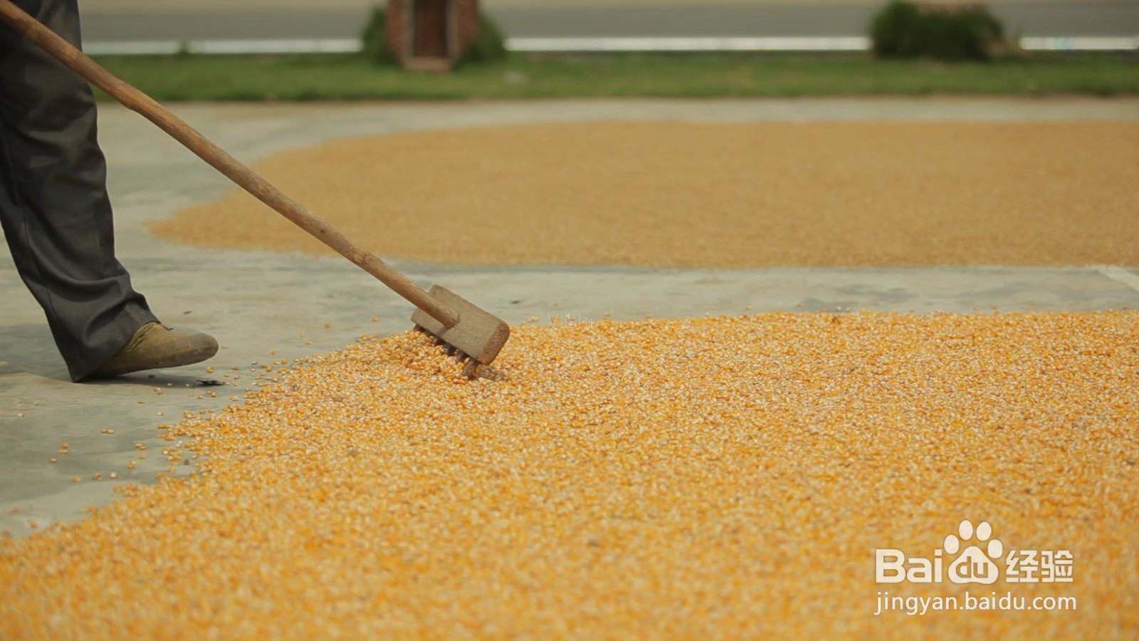 玉米放久了有虫子怎么办