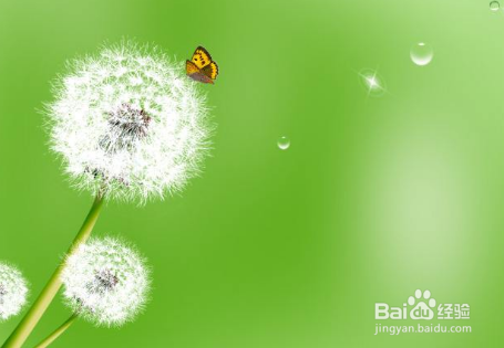 千万别再挖蒲公英了！你想不到的在这里！