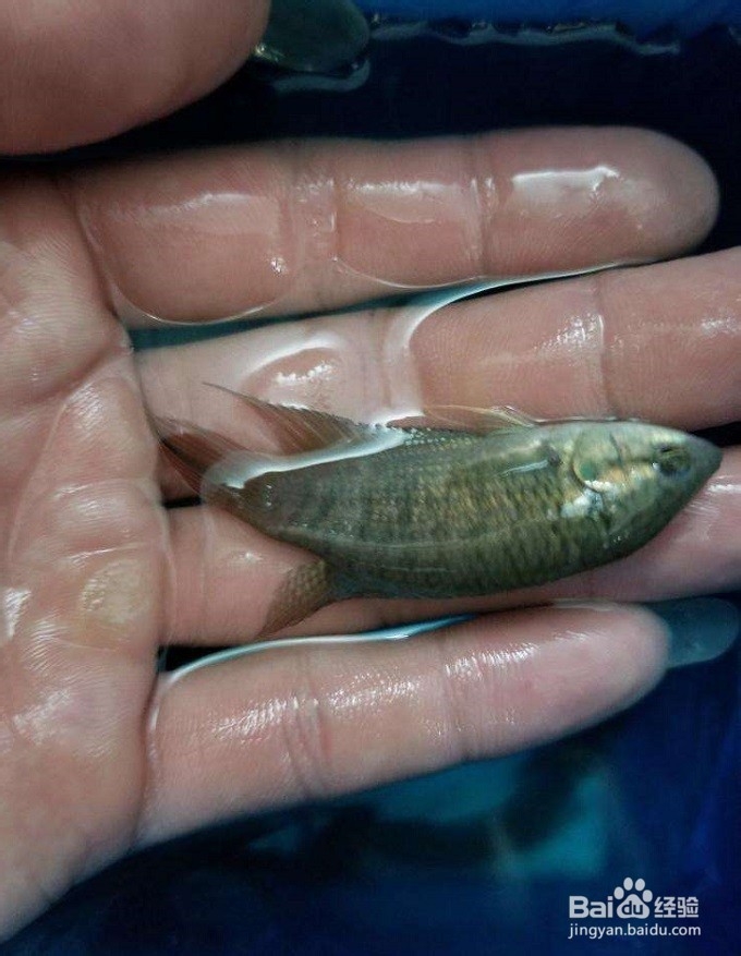 花手巾鱼饲养方法