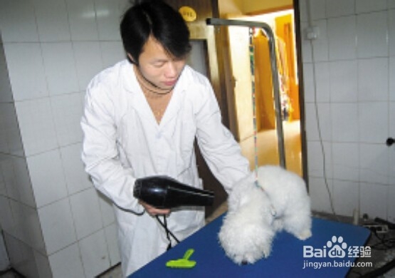 入门宠物美容师（C级）学习什么技能