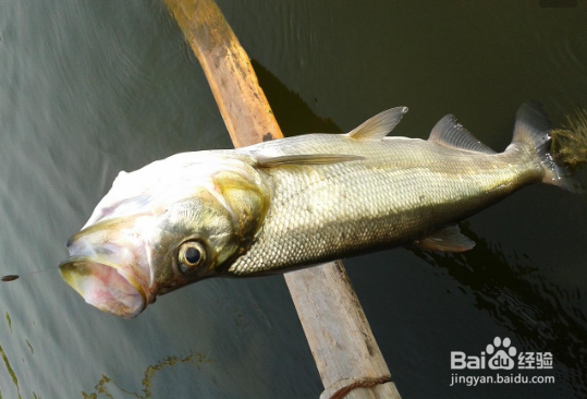 长江冬季路亚翘嘴技巧