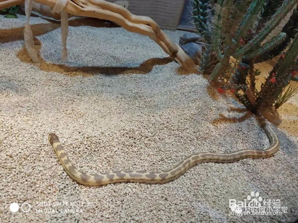 北京野生动物园一日游