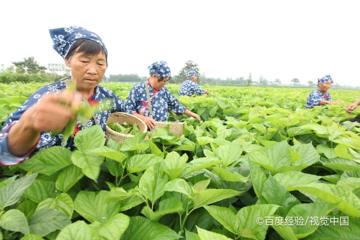食物里面加什么可以保护眼睛
