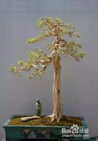 九里香盆景怎么养