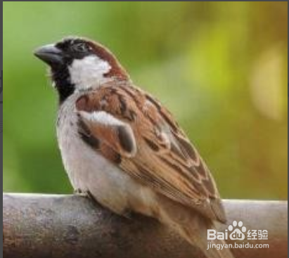 赶走麻雀的最佳办法