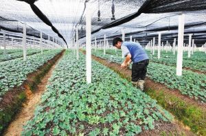 三七价格多少钱一斤,现在的行情怎么样?