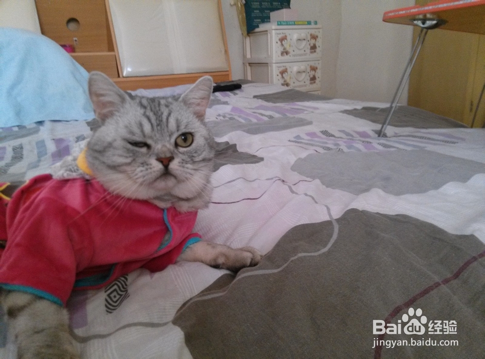 猫猫嘛嘛养猫心得系列：[9]及时医治