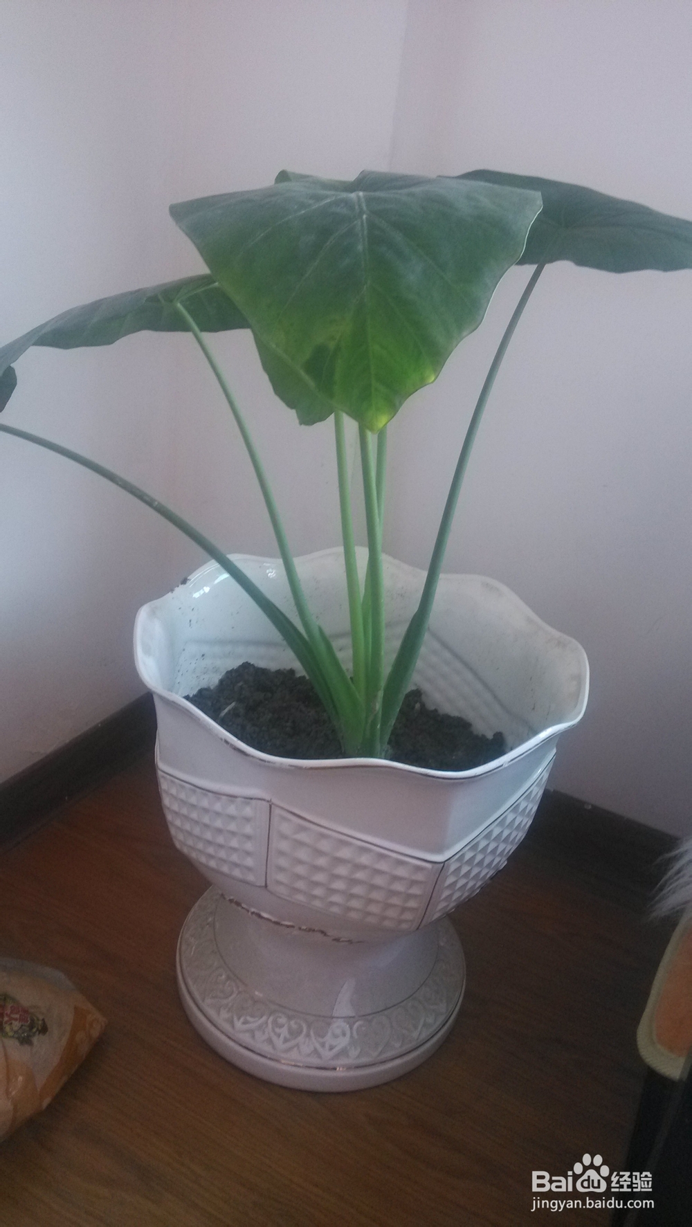 如何利用废弃的小花盆给家里添加盆栽