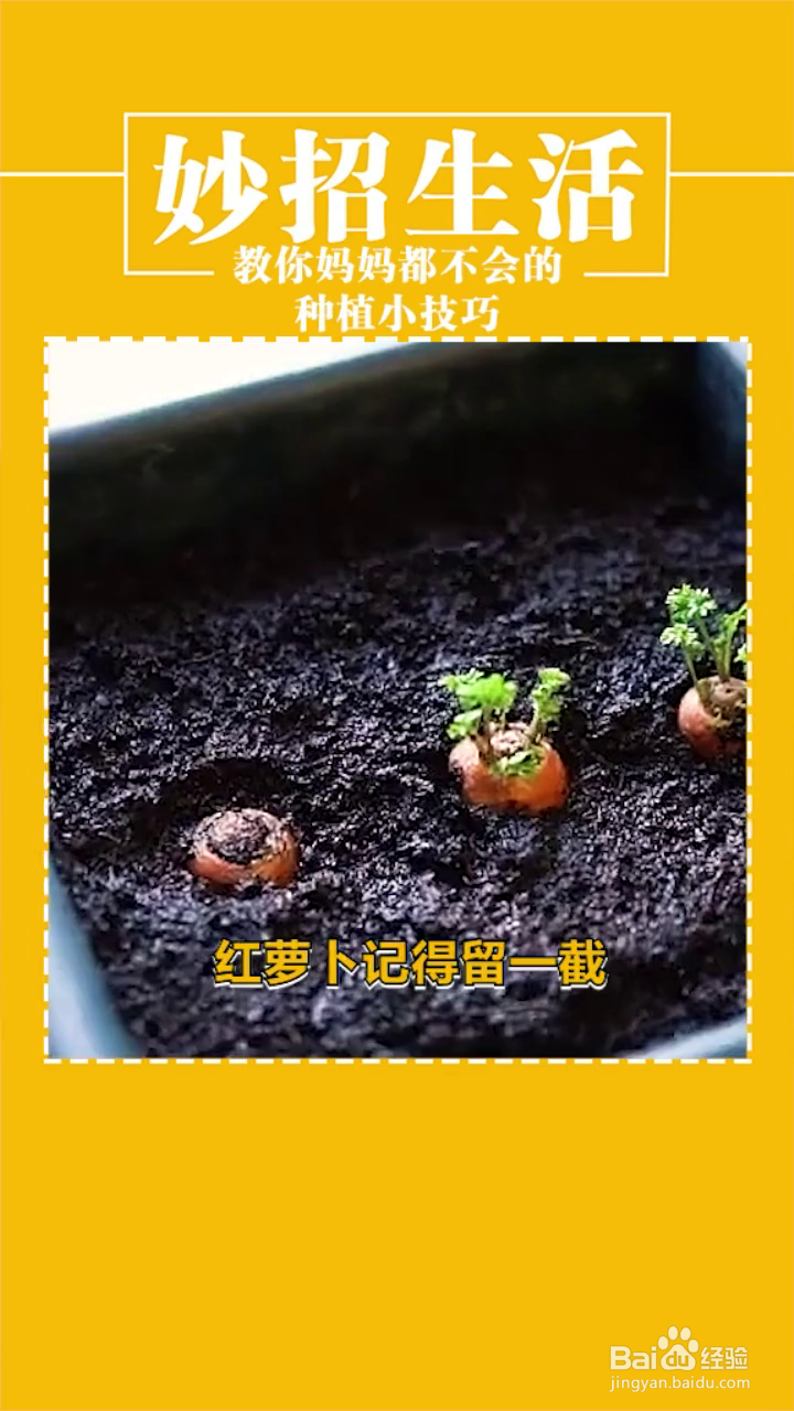 有关种植的妙招