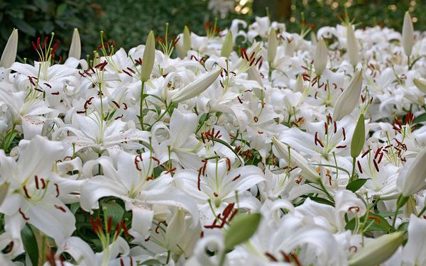 请问自制百合面膜怎么做