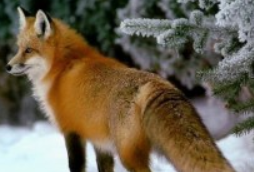 我是一只狐狸狗好词好句好段