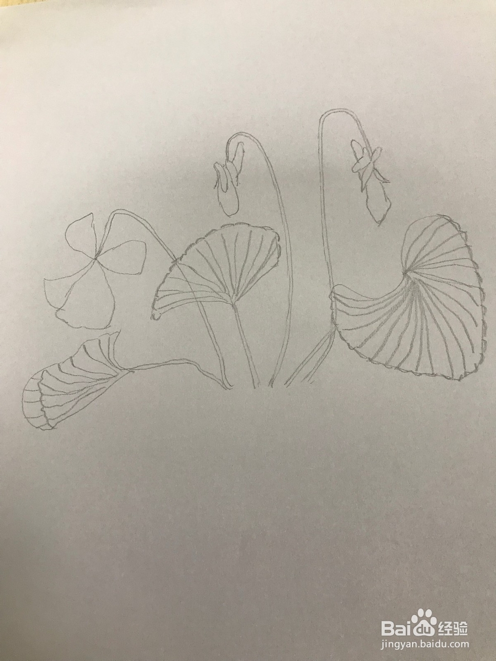 画一棵简易紫罗兰