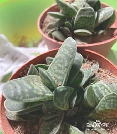 子宝多肉植物怎么养 百度经验 子宝多肉植物怎么养 百度经验
