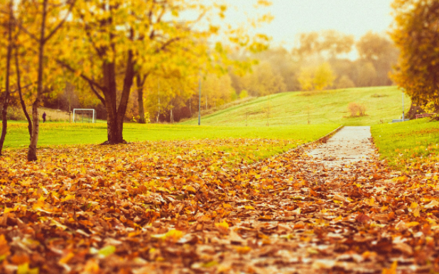 秋天为什么会落叶，简单的答案是什么