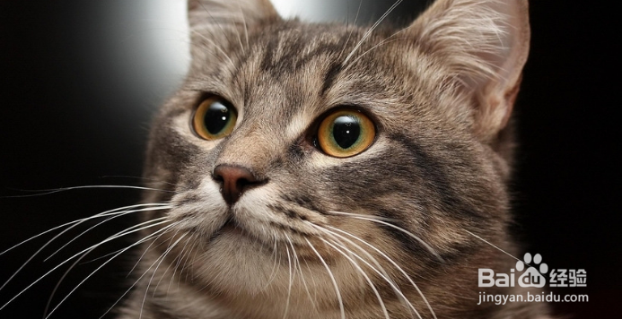 猫怎么养怎样把猫咪养好