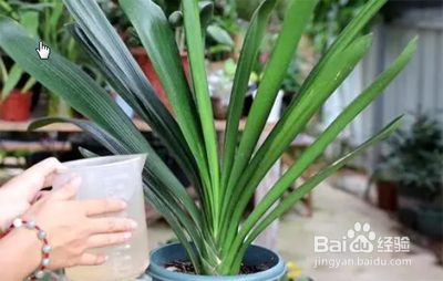 君子兰如何过夏天