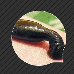 夏天防虫手册和急救法