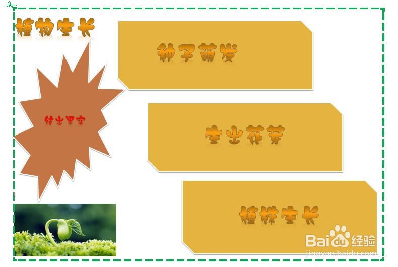 植物生长手抄报