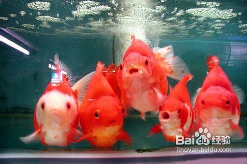 养鱼知识之家庭养金鱼