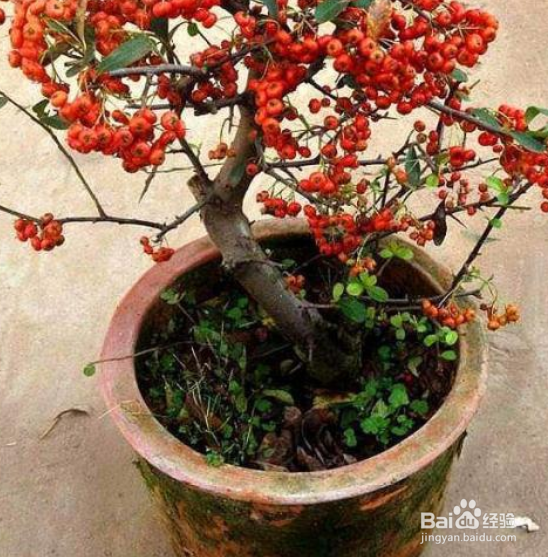 火棘下山桩怎么栽培