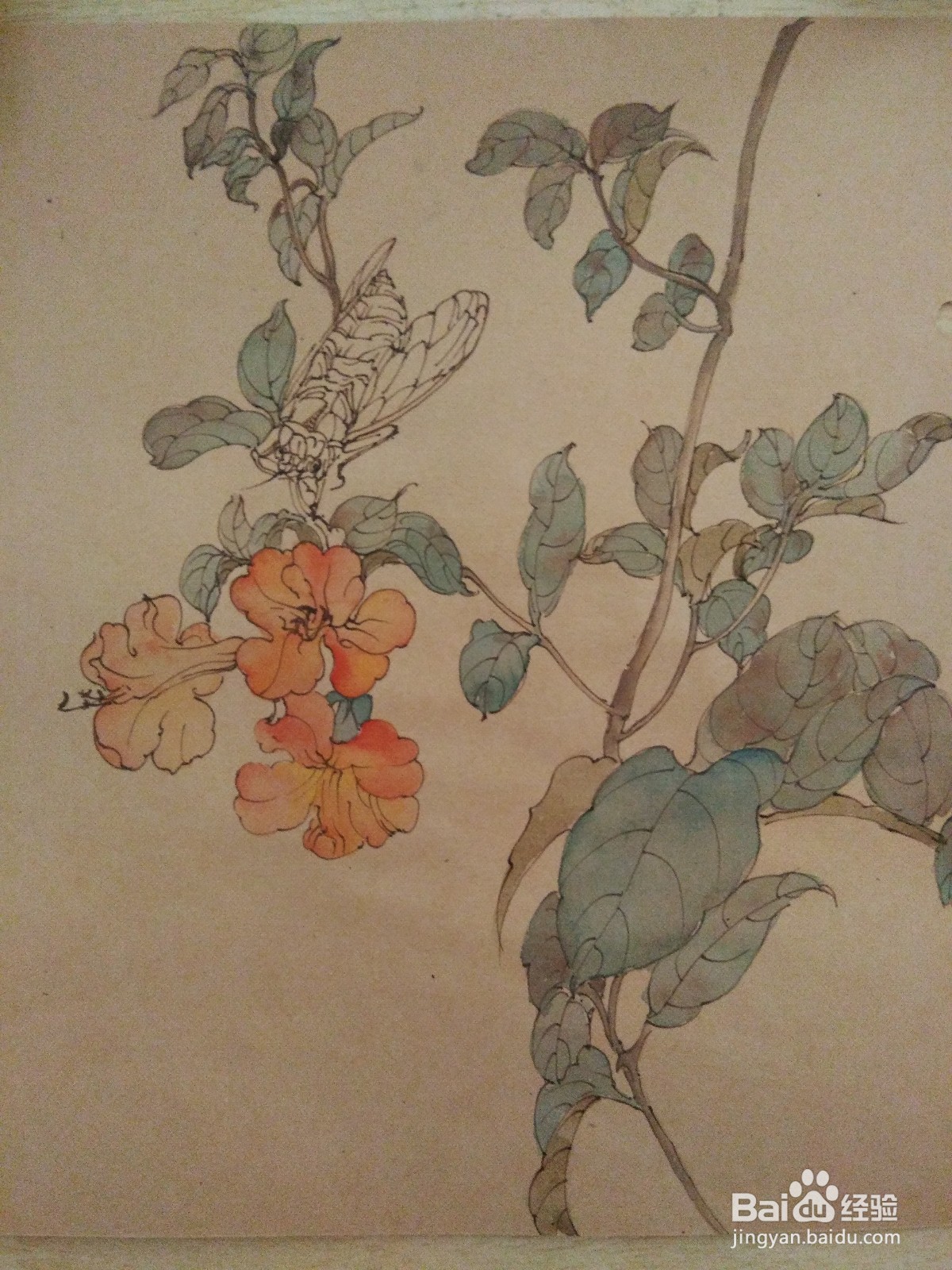 如何用卡纸画凌霄花