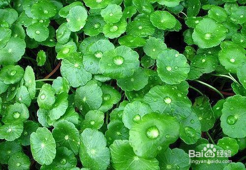 室外铜钱草怎么过冬