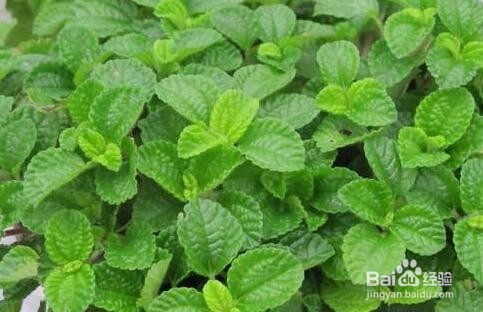 吸毒草和薄荷的区别