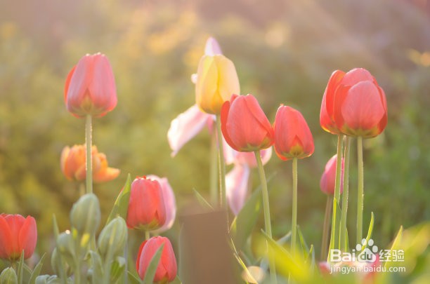 鲜花怎么保存的久一点