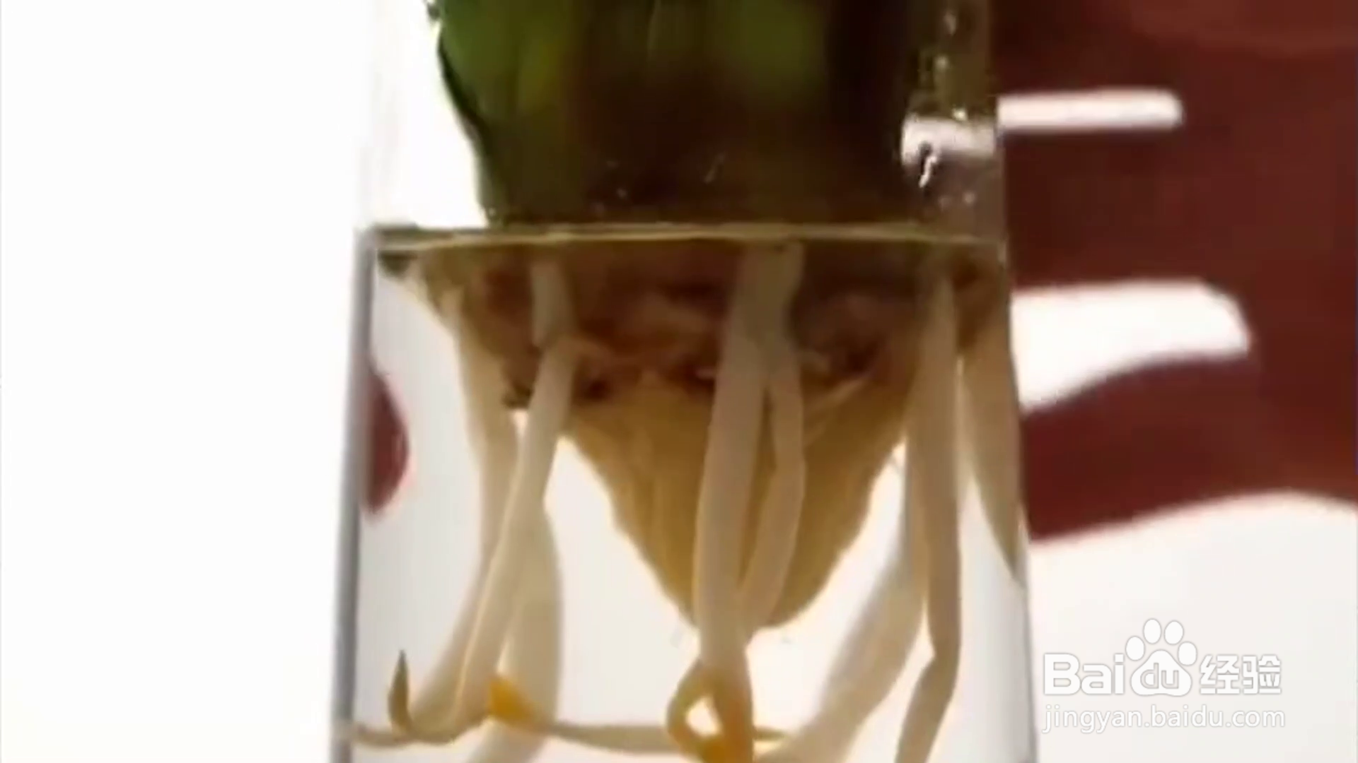 教你水果种植小技巧？