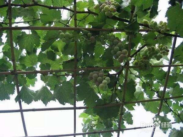 阳台上种葡萄的方法