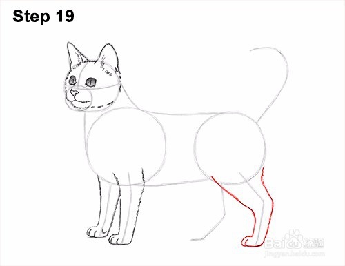 如何画一只猫(孟加拉)——加菲的吃货生活